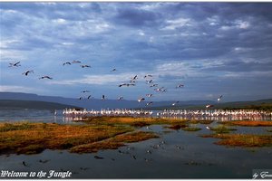 博格里亚湖Lake Bogoria