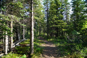Spruce Beetle 小径Spruce Beetle Trail