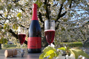 楚格樱桃节Zug Cherry Festival