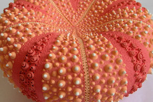 Fran Maguire陶瓷工作坊Fran Maguire Gallery