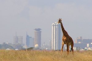内罗毕国家公园Nairobi National Park