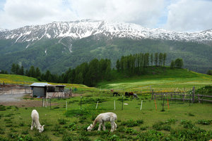 侣村Lü