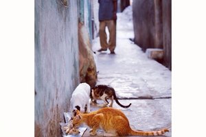拉穆旧城Lamu Old Town