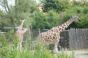 欧登塞动物园Odense Zoo