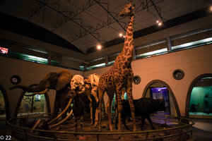 内罗毕国家博物馆Nairobi National Museum