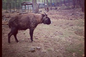 塔金保护园Bhutanese Takin Preserve