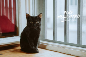 猫博物馆Cats Museum