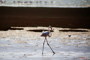 泻湖Lagoon