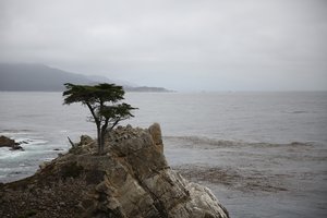 The Lone Cypress