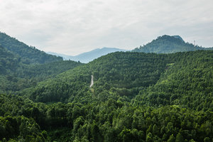 务边沉香山茶园Gaharu Tea Valley(Gopeng)