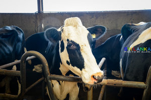 新西兰牧场New Zealand Farm