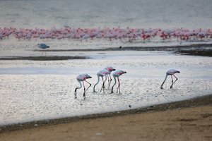 鹈鹕岬Pelican Point