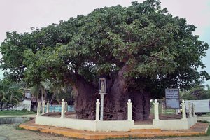 猴面包树Biobab Tree Pallimunai