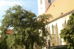 圣马丁主座座堂St Martin's Cathedral