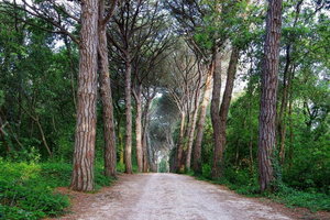 兹拉特尼森林公园Park forest Zlatni Rt