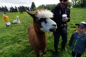 宝石羊驼农场Gem Alpaca Stud