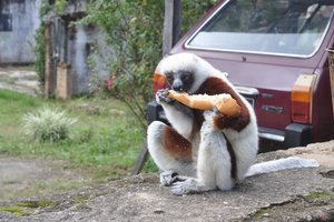 蝴蝶谷Parc Exotique