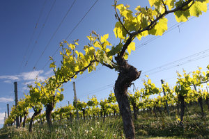 纽道夫庄园Neudorf Vineyards