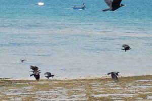 Bongoyo岛Bongoyo Island