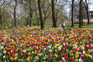 布鲁塞尔国际花展Floralia Brussels