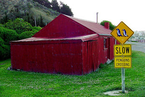 奥马鲁蓝企鹅保护中心Oamaru Blue Penguin Colony