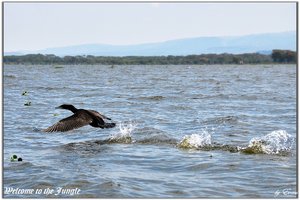 奈瓦沙湖Lake Naivasha