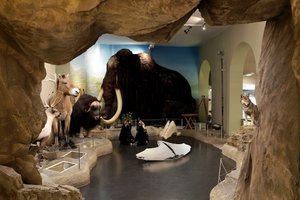 卡塞尔自然历史博物馆Naturkundemuseum im Ottoneum Ka