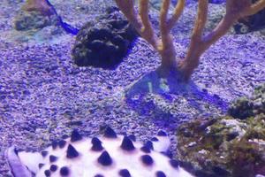 奥兰多海洋生物水族馆SEA LIFE Aquarium Orlando