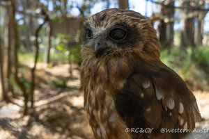 猛禽保护中心Eagles Heritage Wildlife Center