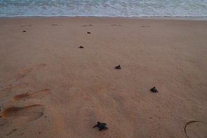海龟孵化场Sea turtle Hatchery