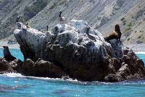 海豹岩Seal Rock