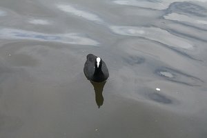 汉密尔顿湖Hamilton Lake Domain