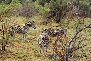 比林斯堡野生动物保护区Pilanesburg Game Reserve