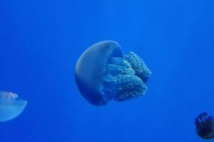 济州水族馆