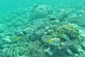 摩尔外堡礁Moore Outer Reef