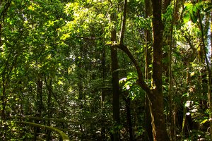 贝壳杉森林Waipua Forest