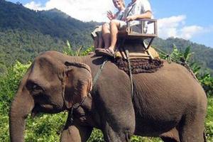 苏梅岛大象丛林保护区Elephant Jungle Sanctuary Samui