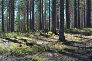 Anttolanhovi 附近的森林Anttolanhovi nearby forest
