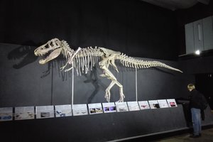 蒙古恐龙中央博物馆The Central Museum of Mongolian Di
