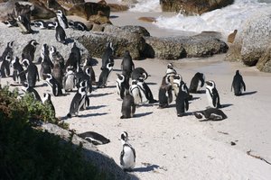 开普敦企鹅聚集地Boulders Penguin Colony