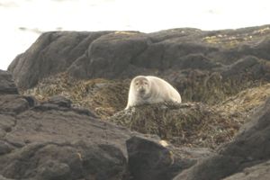 海豹中心The Icelandic Seal Centre