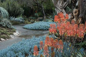 Desert Garden