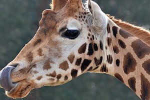 Beekse Bergen野生动物园Safari Park Beekse Bergen