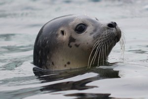 基尔水族馆Aquarium Kiel