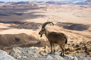 Ramon地坑Ramon Crater