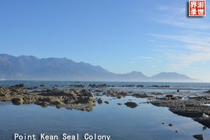 凯库拉毛皮海狮聚集区Point Kean Seal Colony