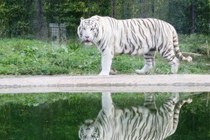 马亚动物园Zoo da Maia
