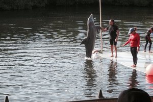 Delfinario水族馆Delfinario