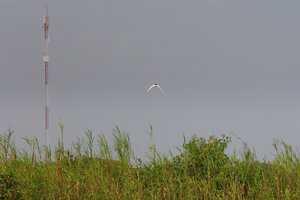 普列托尔鸟类保护区Prek Toal Bird Sanctuary