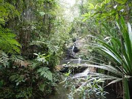 Cola-I-Suva森林公园Cola-I-Suva Forest Park